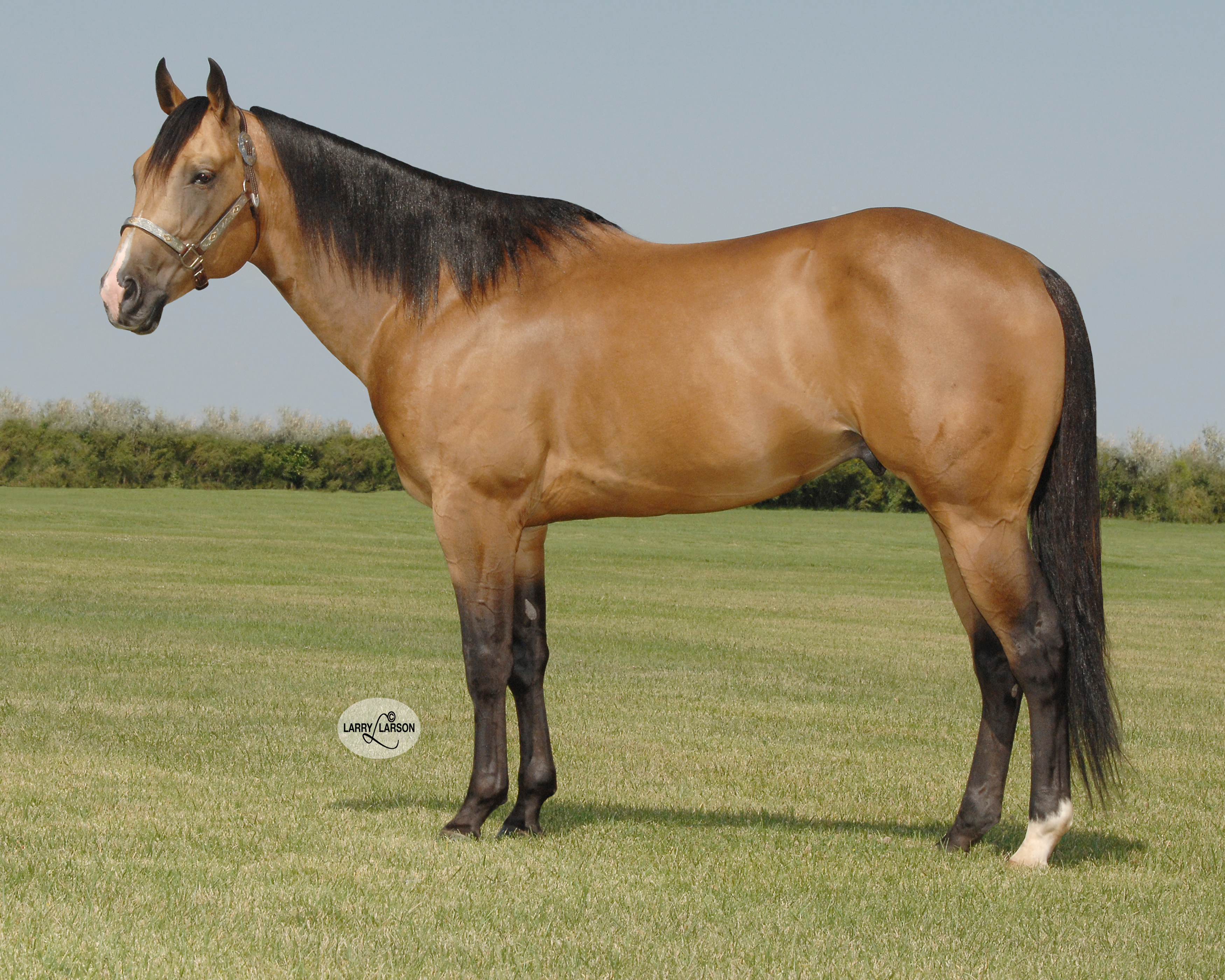 Stallions – Wood's Performance Horses